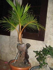 Akar Kelapa (Bonsai kelapa,kreasi sendiri).